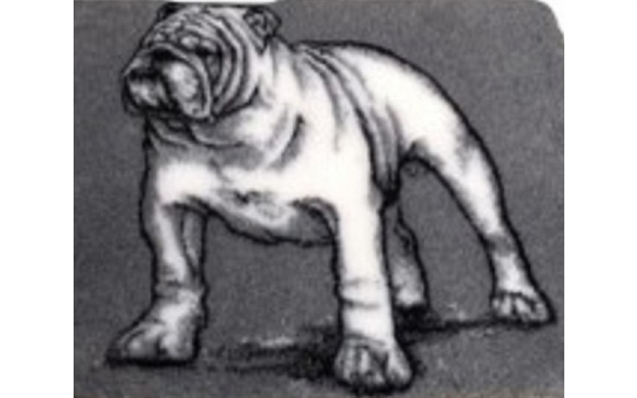 Bulldog, 100x150 cm